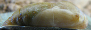 Pupae